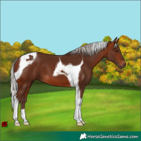 Horse Color:Silver Bay Tobiano