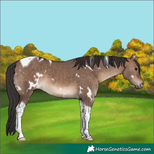 Horse Color:White Spotted Brown Dun Tobiano