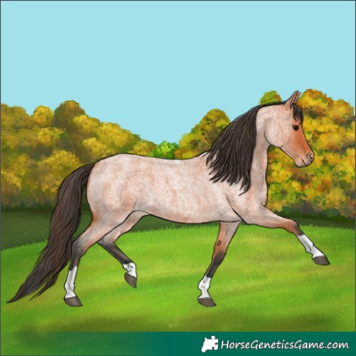 Horse Color:Unknown 