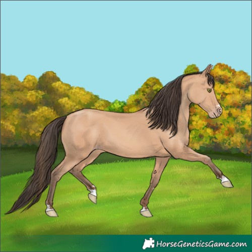 Horse Color:Unknown 