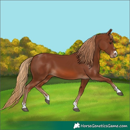 Horse Color:Unknown 