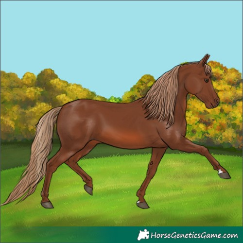 Horse Color:Unknown 