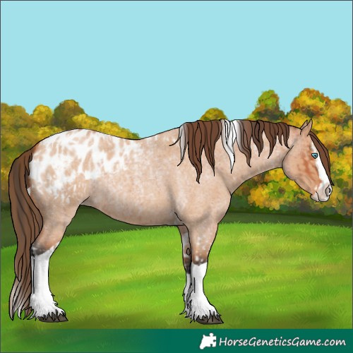 Horse Color:Bay Roan Splash Tobiano Appaloosa  and Bay Roan Dun Splash Tobiano Appaloosa 