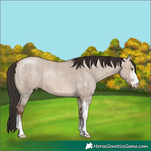 Horse Color:Sable Champagne Dun Sabino Brindle 