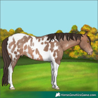 Horse Color:Sable Champagne Tobiano Blanket