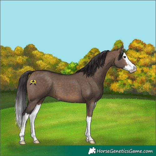 Horse Color:Brown Dun Splash 