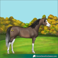 Horse Color:Brown Dun Splash 