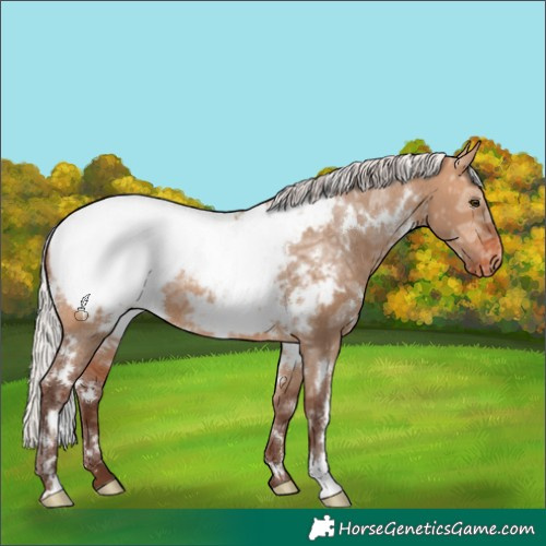 Horse Color:White Spotted Silver Bay Ice Dun Near Fewspot 
