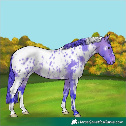 Horse Color:Watercolor White Spotted Bay Dun Near Leopard 
