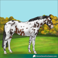 Horse Color:Brown Tobiano Appaloosa