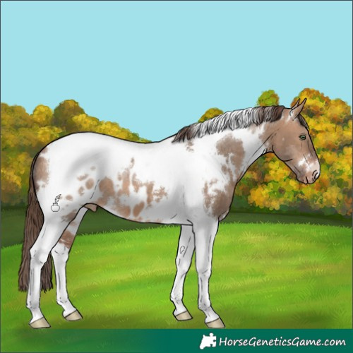 Horse Color:White Spotted Bay Dun Tobiano Appaloosa