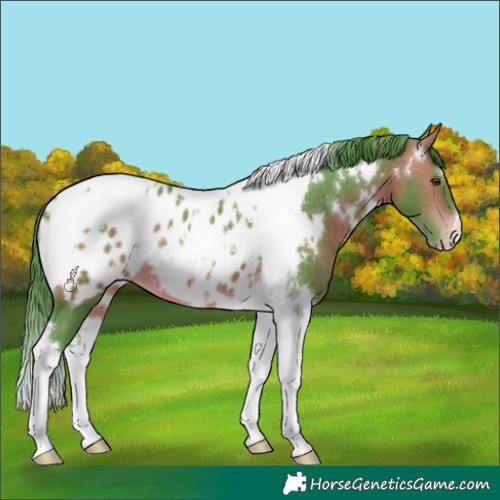 Horse Color:Watercolor White Spotted Bay Tobiano Appaloosa 