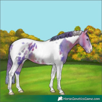 Horse Color:Nacre Watercolor Bay Tobiano Appaloosa 