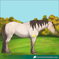 Horse Color:Amber Champagne Roan