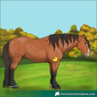 Horse Color:Bay Splash