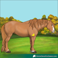 Horse Color:Chestnut Splash 