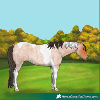 Horse Color:Bay Roan Tobiano