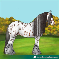 Horse Color:Bay Near Leopard