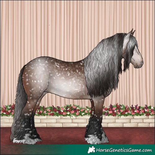 Horse Color:Gray Bay Appaloosa 
