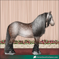 Horse Color:Gray Bay Appaloosa 