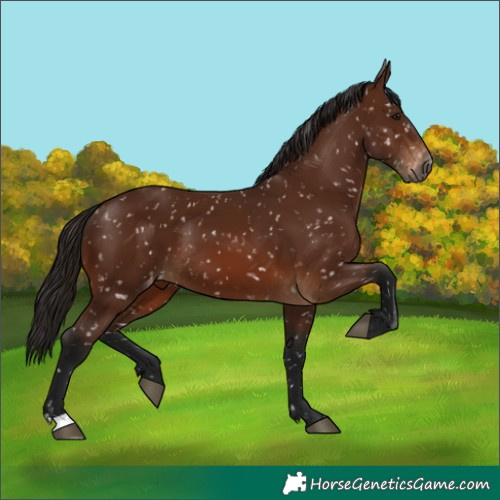 Horse Color:Gray Bay Appaloosa 