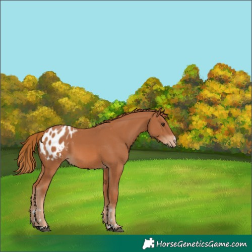 Horse Color:Chestnut Appaloosa