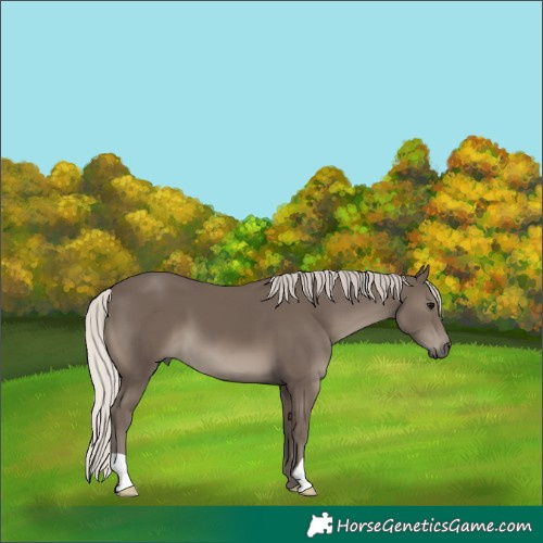 Horse Color:Silver Black 