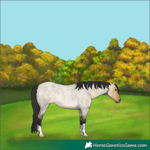 Horse Color:Buckskin Roan Dun