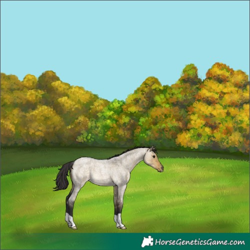 Horse Color:Buckskin Roan Dun