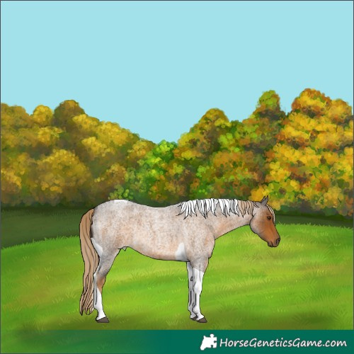 Horse Color:Chocolate Palomino Roan Tobiano Rabicano