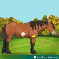 Horse Color:Bay Frame