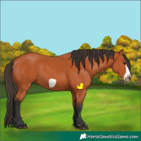 Horse Color:Bay Frame