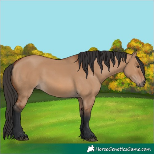 Horse Color:Bay Dun 