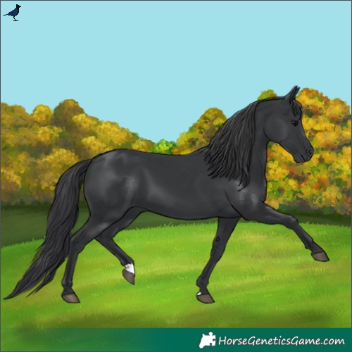 Horse Color:Black 