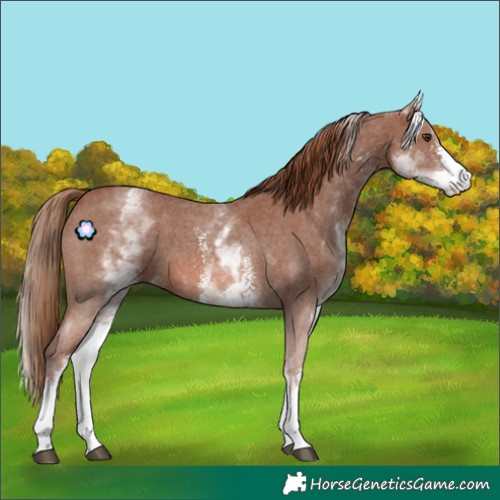Horse Color:White Spotted Chestnut Sabino
