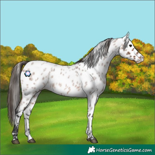 Horse Color:Bay Roan Near Leopard 