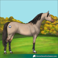 Horse Color:Bay Dun 