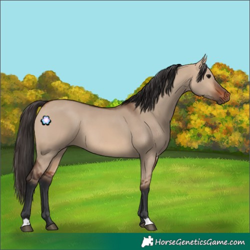 Horse Color:Bay Dun