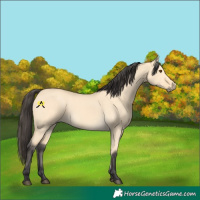 Horse Color:Buckskin Dun