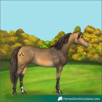 Horse Color:Buckskin 