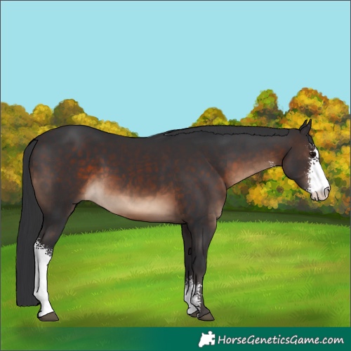 Horse Color:Brown Sabino 