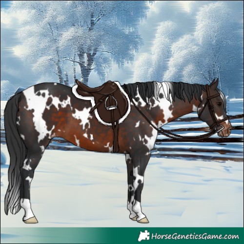 Horse Color:White Spotted Brown Appaloosa 