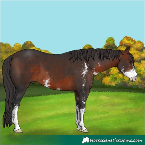 Horse Color:Brown Sabino 