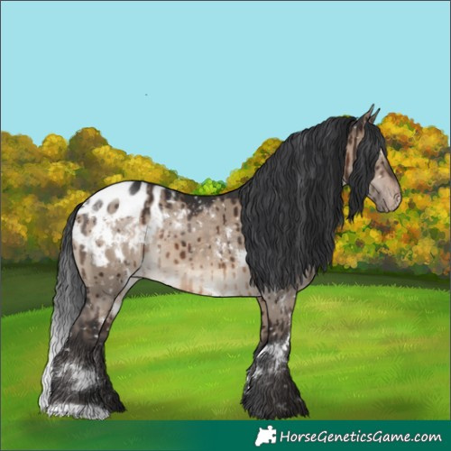Horse Color:White Spotted Brown Dun Appaloosa Brindle