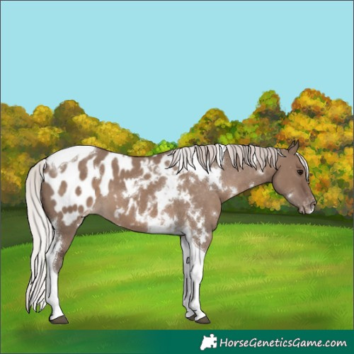Horse Color:White Spotted Silver Grullo Tobiano Appaloosa 