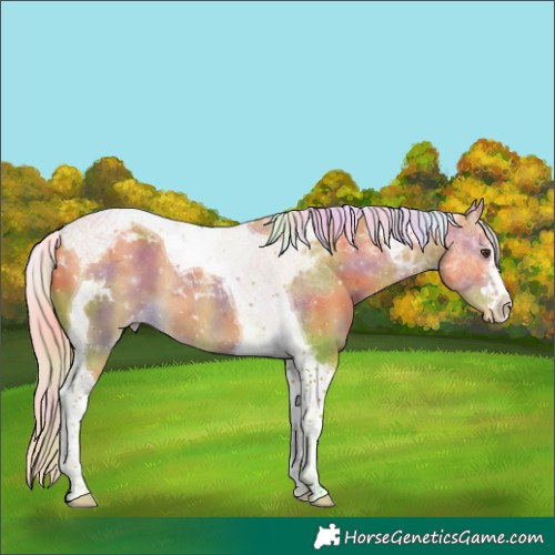 Horse Color:Nacre Palomino Tobiano Appaloosa 