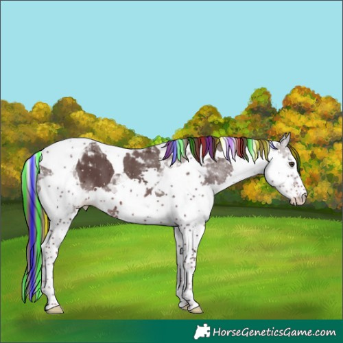 Horse Color:Painted Liver Chestnut Splash Tobiano Appaloosa 