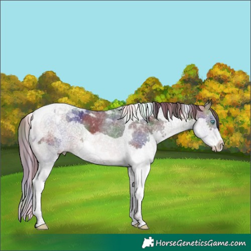 Horse Color:Nacre Brown Splash Tobiano Appaloosa 