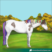Horse Color:Painted Liver Chestnut Splash Tobiano Varnish 