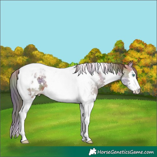Horse Color:Nacre Bay Splash Tobiano Appaloosa 